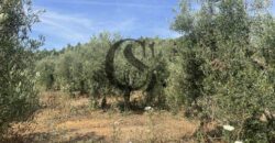 ΠΩΛΟΥΝΤΑΙ ΟΙΚΟΠΕΔΑ 12 στρεμμάτων ΣΤΙΣ ΝΕΕΣ ΦΩΚΙΕΣ ΧΑΛΚΙΔΙΚΗΣ 35.000 ανά στρέμμα