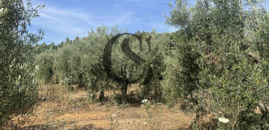 ΠΩΛΟΥΝΤΑΙ ΟΙΚΟΠΕΔΑ 12 στρεμμάτων ΣΤΙΣ ΝΕΕΣ ΦΩΚΙΕΣ ΧΑΛΚΙΔΙΚΗΣ 35.000 ανά στρέμμα