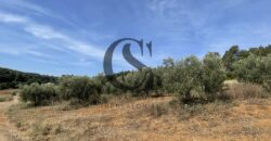 ΠΩΛΟΥΝΤΑΙ ΟΙΚΟΠΕΔΑ 12 στρεμμάτων ΣΤΙΣ ΝΕΕΣ ΦΩΚΙΕΣ ΧΑΛΚΙΔΙΚΗΣ 35.000 ανά στρέμμα