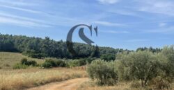 ΠΩΛΟΥΝΤΑΙ ΟΙΚΟΠΕΔΑ 12 στρεμμάτων ΣΤΙΣ ΝΕΕΣ ΦΩΚΙΕΣ ΧΑΛΚΙΔΙΚΗΣ 35.000 ανά στρέμμα