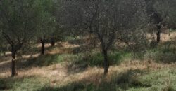 Πωλείται άρτιο & οικοδομήσιμο αγροτεμάχιο 5.700 τ.μ. στην Ιερισσό Χαλκιδικής 250.000€