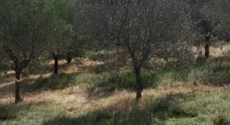 Πωλείται άρτιο & οικοδομήσιμο αγροτεμάχιο 5.700 τ.μ. στην Ιερισσό Χαλκιδικής 250.000€