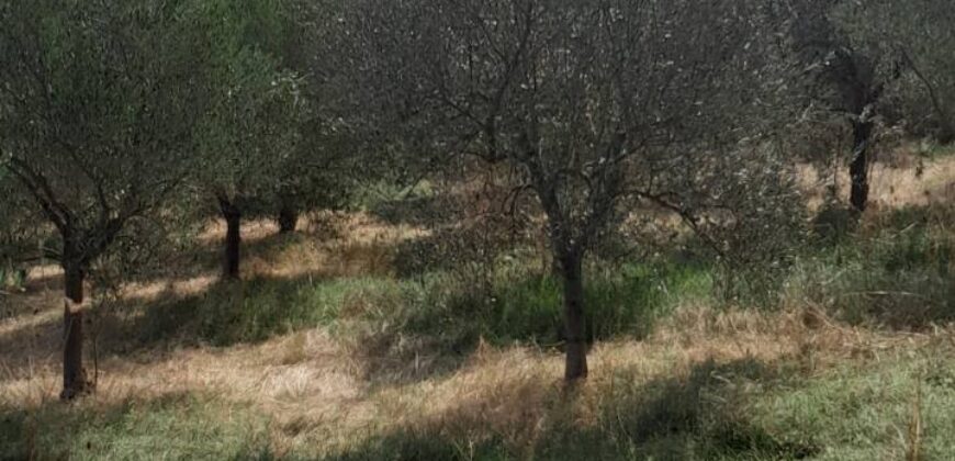 Πωλείται άρτιο & οικοδομήσιμο αγροτεμάχιο 5.700 τ.μ. στην Ιερισσό Χαλκιδικής 250.000€